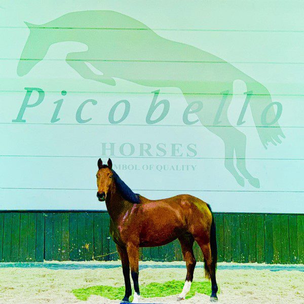 Amai Picobello Z - Picobello Horses