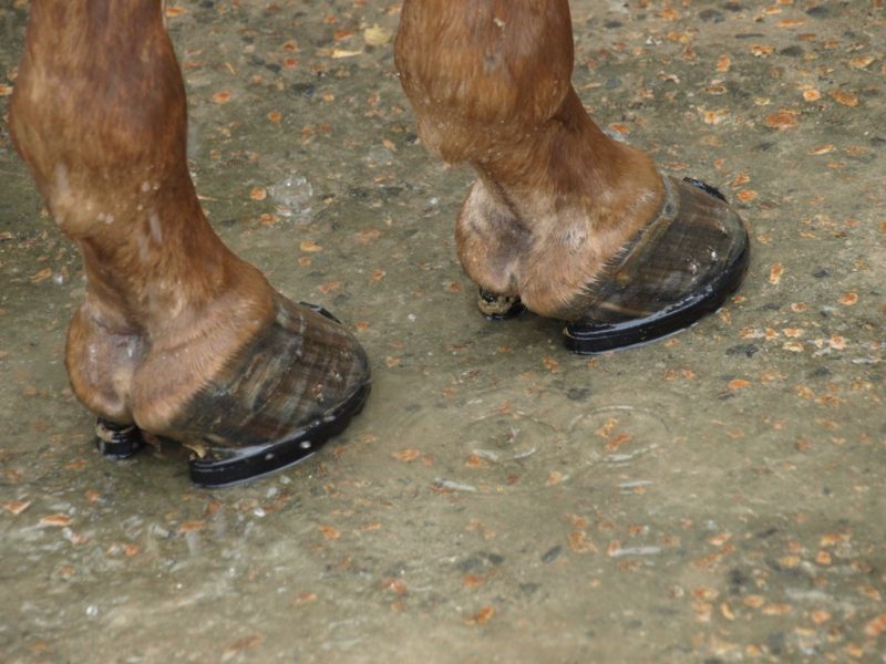 Cuidado de cascos para cavalos