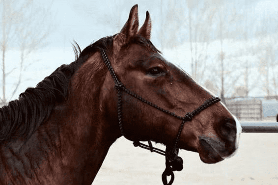 Faça isto pro cavalo não pular , evitando acidente 